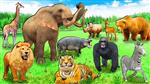 Live Zoo Animals 